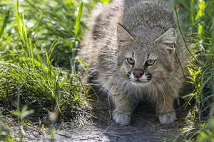 Discover the Mysterious South American Colocolo Cat: A Wild Feline Adapting Its Appearance to Harsh Environments-3