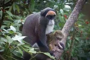 Discover the De Brazza's Monkey – Mysterious Primate with Africa's Most Unique Appearance-2