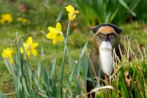 Discover the De Brazza's Monkey – Mysterious Primate with Africa's Most Unique Appearance-0