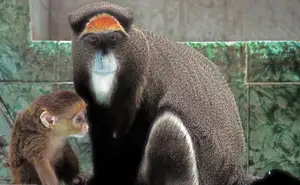 Discover the De Brazza's Monkey – Mysterious Primate with Africa's Most Unique Appearance-7