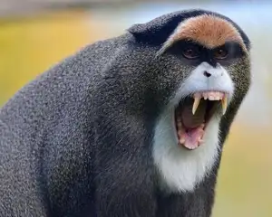 Discover the De Brazza's Monkey – Mysterious Primate with Africa's Most Unique Appearance-3
