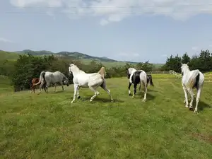 View: Discover Durmitor National Park – Balkan's Breathtaking Autumn Gem & UNESCO Natural Wonder-7