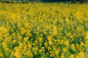 Immerse in Golden Rapeseed Fields: Girl's Artistic Photography Amidst Peaceful Charm, Attracting Year-End Visitors.-6