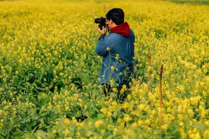 Immerse in Golden Rapeseed Fields: Girl's Artistic Photography Amidst Peaceful Charm, Attracting Year-End Visitors.-8