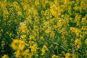 Immerse in Golden Rapeseed Fields: Girl's Artistic Photography Amidst Peaceful Charm, Attracting Year-End Visitors.-0
