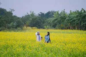 Immerse in Golden Rapeseed Fields: Girl's Artistic Photography Amidst Peaceful Charm, Attracting Year-End Visitors.-5