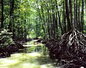 Explore Puerto Princesa National Park: Surreal, Majestic Underground River Hidden in Philippines' Limestone Caves-7
