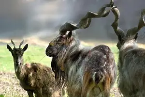 Markhor: Majestic Mountain Goat with Spiraling 1.5-Meter Horns, a Symbol of Central Asian Wilderness.-1