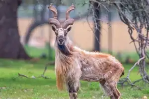 Markhor: Majestic Mountain Goat with Spiraling 1.5-Meter Horns, a Symbol of Central Asian Wilderness.-8