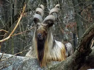 Markhor: Majestic Mountain Goat with Spiraling 1.5-Meter Horns, a Symbol of Central Asian Wilderness.-5