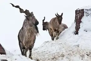 Markhor: Majestic Mountain Goat with Spiraling 1.5-Meter Horns, a Symbol of Central Asian Wilderness.-6