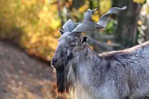 Markhor: Majestic Mountain Goat with Spiraling 1.5-Meter Horns, a Symbol of Central Asian Wilderness.-2