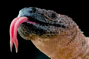 Unveiling the Fearsome Venom of Central America's Most Unique Mexican Beaded Lizard-1