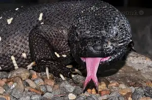Unveiling the Fearsome Venom of Central America's Most Unique Mexican Beaded Lizard-7