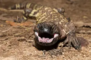 Unveiling the Fearsome Venom of Central America's Most Unique Mexican Beaded Lizard-3