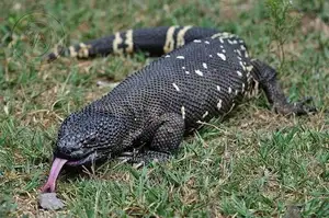 Unveiling the Fearsome Venom of Central America's Most Unique Mexican Beaded Lizard-5