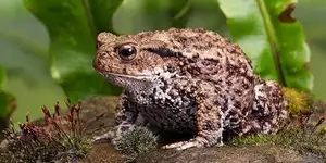 Animal's Acute Senses: Can These Adorable Dogs Predict Natural Disasters?-8