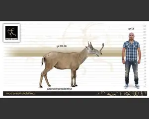 Unbelievable! Synthetoceras: The Hoofed Animal with the Strangest Horns Ever Existed-3