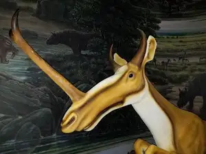 Unbelievable! Synthetoceras: The Hoofed Animal with the Strangest Horns Ever Existed-6