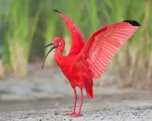Scarlet Ibis: Caribbean's Vibrant Ecological Icon Soaring Through Wild Wetlands-6