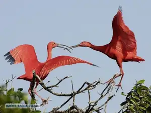 Scarlet Ibis: Caribbean's Vibrant Ecological Icon Soaring Through Wild Wetlands-5