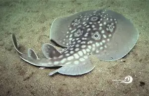 Mysterious Electric Ray: The Shocking Marine Creature Hunted by Ancient Greeks for Unique Powers-7