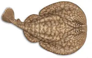 Mysterious Electric Ray: The Shocking Marine Creature Hunted by Ancient Greeks for Unique Powers-6
