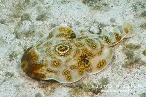 Mysterious Electric Ray: The Shocking Marine Creature Hunted by Ancient Greeks for Unique Powers-0