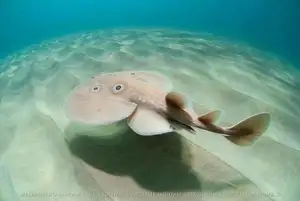 Mysterious Electric Ray: The Shocking Marine Creature Hunted by Ancient Greeks for Unique Powers-3