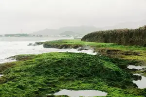 Discover Hon Do: Lush Green Moss Beach and Majestic Sea Cave, a Mesmerizing Landscape in Khanh Hoa.-1