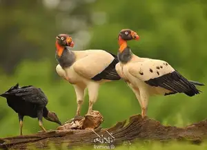 King Vulture: Unveiling the Striking Appearance of the Planet's Most Bizarre Scavenger in Flight-6