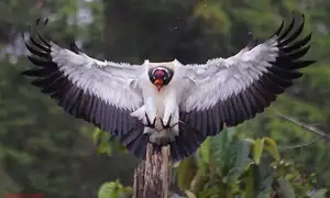 King Vulture: Unveiling the Striking Appearance of the Planet's Most Bizarre Scavenger in Flight-7