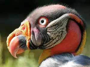 King Vulture: Unveiling the Striking Appearance of the Planet's Most Bizarre Scavenger in Flight-3