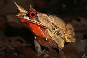 Discover the Malay Horned Frog – A Bizarre Amphibian with Eye Spikes, Master of Jungle Camouflage-7