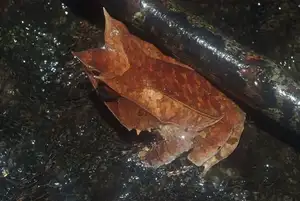 Discover the Malay Horned Frog – A Bizarre Amphibian with Eye Spikes, Master of Jungle Camouflage-4