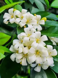 Auspicious Ornamental Plant for Peace & Prosperity Favored by the Wealthy-9