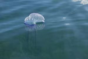 Deadly Portuguese Man O' War Washes Ashore Urgent Warning Issued for Beachgoers-1