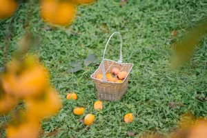 Discover Moc Chau's Ripe Persimmon Season: Vietnam's Enchanting Nature!-2