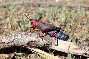 Discover the Poisonous Foam Grasshopper: A creature with striking colors warning of its deadly 'living toxin reservoir'-0