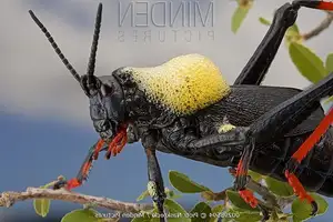Discover the Poisonous Foam Grasshopper: A creature with striking colors warning of its deadly 'living toxin reservoir'-2