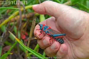 Discover the Poisonous Foam Grasshopper: A creature with striking colors warning of its deadly 'living toxin reservoir'-1