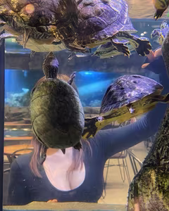 Auddk-77 Myeong-ah Part04: Elegant Myeong-ah in Form-fitting Grey, Captivating with Natural Charm-4