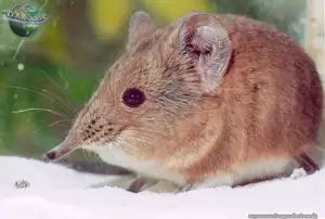 Discover the Unique 'Tiny Elephant': Elephant Shrew's Incredible Speed & Superior Memory-3