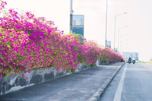 Vibrant Pink Bougainvillea Bridge: Ecopark Hung Yen's Hottest New Check-in Spot Captivating Youth-8