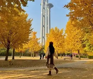 Golden Autumn Beijing: Discover Ginkgo Leaf Beauty & Capture Unforgettable Memories | Perfect Journey-6