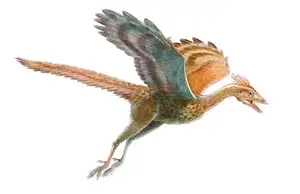 Archaeopteryx Mystery: Primitive Bird Reveals Dinosaur Evolution's Turning Point to Birds-4