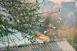 Ta Xua Winter: Discover the pristine beauty of forest flowers amidst majestic mountains-0