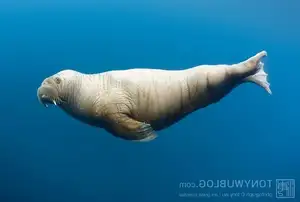 Walrus Up Close: Unraveling the Mystery of Arctic's 15cm Blubber Master of Survival-1