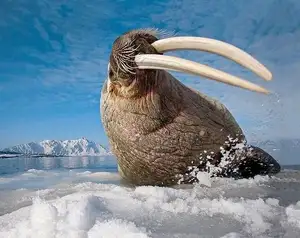 Walrus Up Close: Unraveling the Mystery of Arctic's 15cm Blubber Master of Survival-3