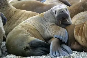 Walrus Up Close: Unraveling the Mystery of Arctic's 15cm Blubber Master of Survival-8